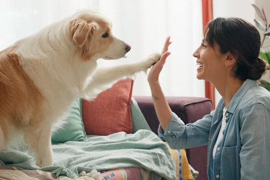 6 signs of a happy dog you can easily notice: